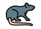 Hubení myší a potkanů