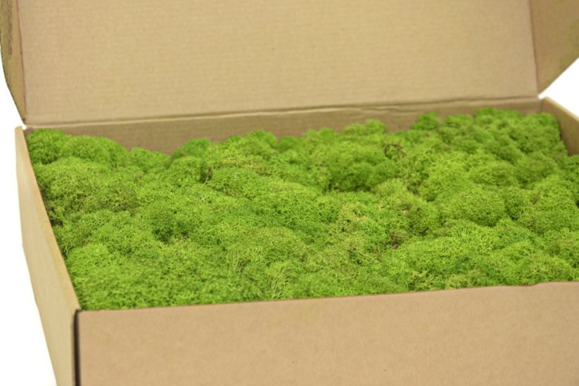 Stabilizovaný LIŠEJNÍK (sobí mech) Canopy | SVĚTLE ZELENÝ | 100 g