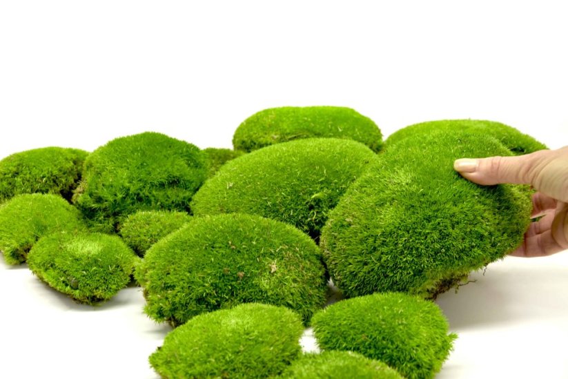 Stabilizovaný kopečkový mech (Ball Moss) Canopy | Světle zelený | 100 g