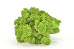 Stabilizovaný LIŠEJNÍK (sobí mech) Canopy | SVĚTLE ZELENÝ | 0,7m2