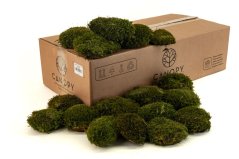 mood moss nature green 4 LIGHT mood moss nature green 4 LIGHT