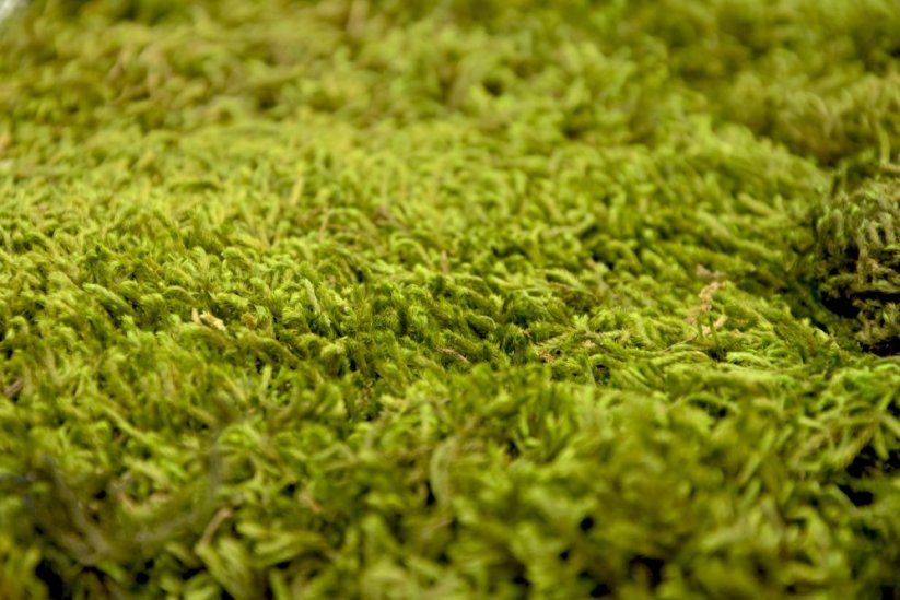 Stabilizovaný mech Long Moss Canopy | Zelený | 36x36cm