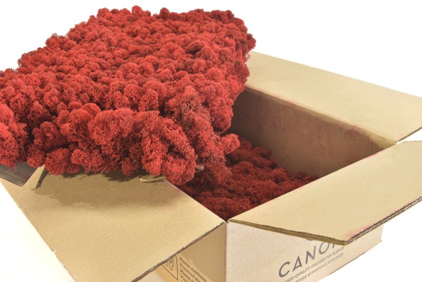 Stabilizovaný LIŠEJNÍK (sobí mech) Canopy | ČERVENÝ | 100 g