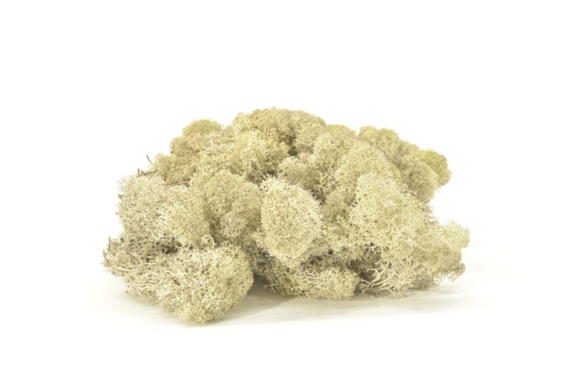 Stabilizovaný LIŠEJNÍK (sobí mech) Canopy | KRÉMOVÝ | 100 g