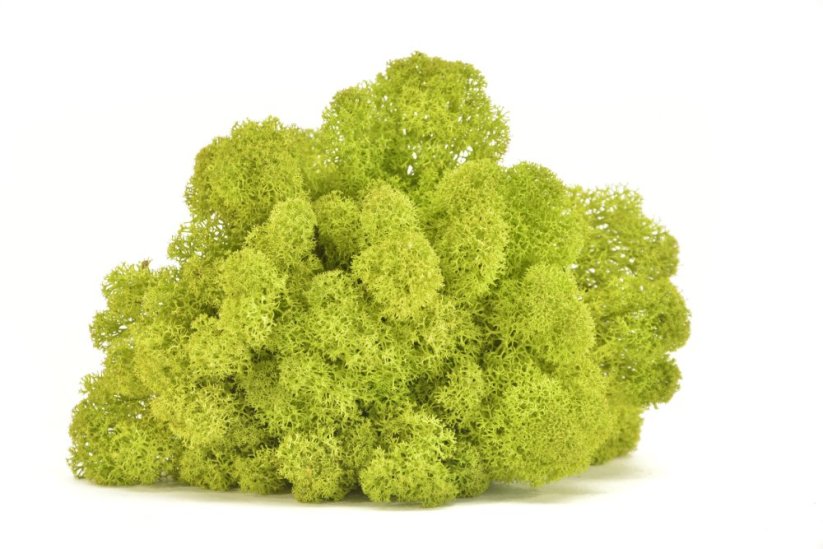 Stabilizovaný LIŠEJNÍK (sobí mech) Canopy | LIMETKOVĚ ZELENÝ | 100 g