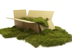 Stabilizovaný mech Long Moss Canopy | Zelený | 0,25m2