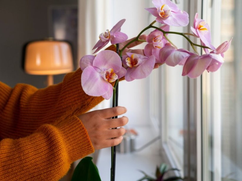 Frassio organicke hmyzi hnojivo produkt 7