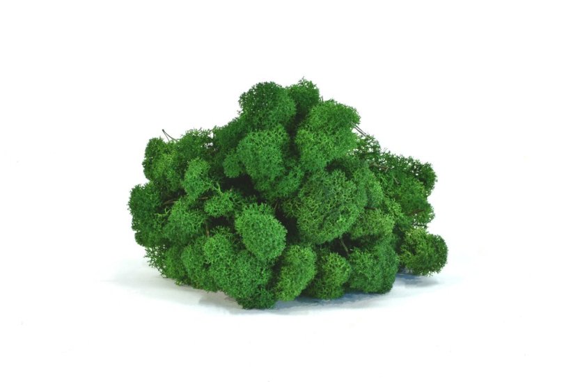 Stabilizovaný LIŠEJNÍK (sobí mech) Canopy | PŘÍRODNĚ ZELENÝ | 100 g