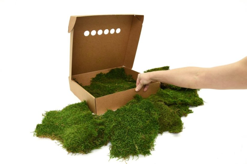 Stabilizovaný plochý mech (Flat Moss) Canopy | Zelený | 36x36cm
