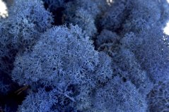 Stabilizovaný LIŠEJNÍK (sobí mech) Canopy | MODRÝ | 100 g