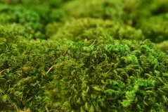 Stabilizovaný vlasový mech (Hair Moss) Canopy | Světle zelený | 36x36cm