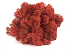 Stabilizovaný LIŠEJNÍK (sobí mech) Canopy | ČERVENÝ | 100 g