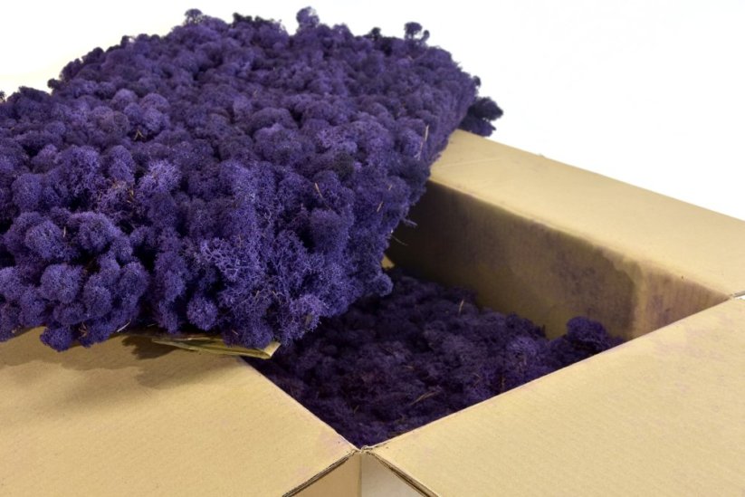 Stabilizovaný LIŠEJNÍK (sobí mech) Canopy | NACHOVÝ | 100 g