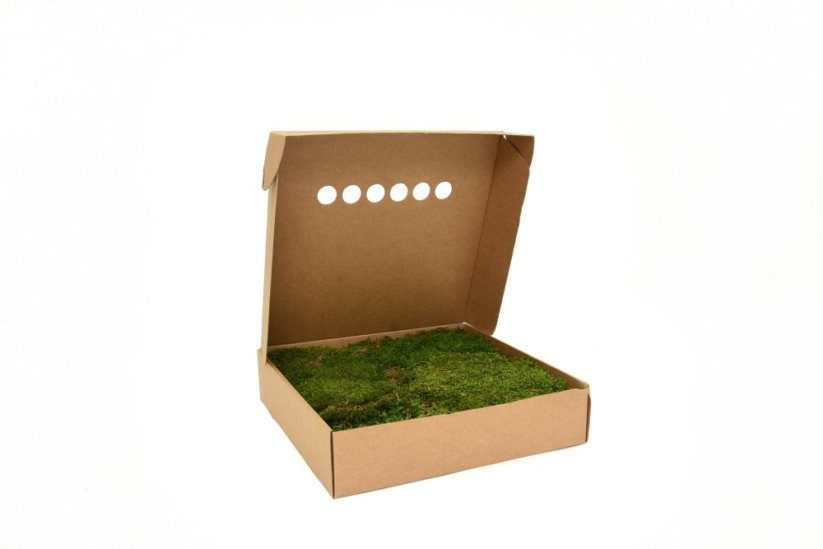 Stabilizovaný plochý mech (Flat Moss) Canopy | Zelený | 36x36cm