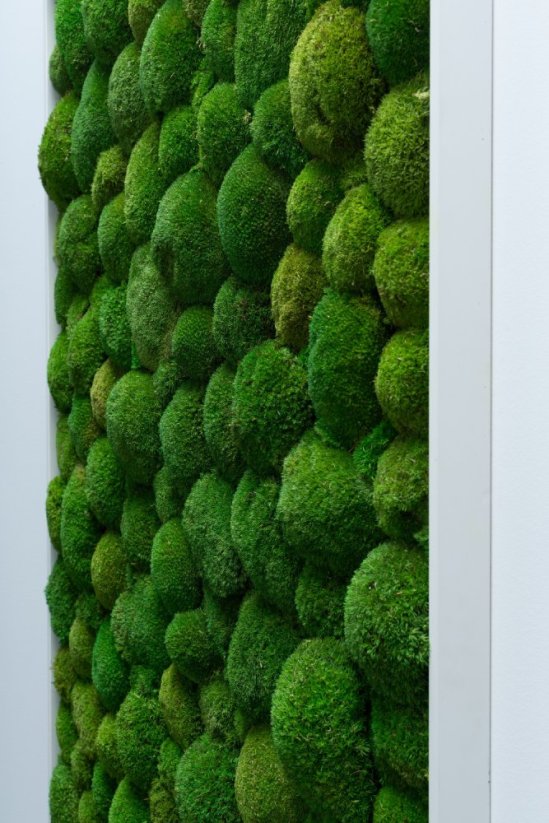 Stabilizovaný kopečkový mech (Ball Moss) Canopy | Světle zelený | 100 g