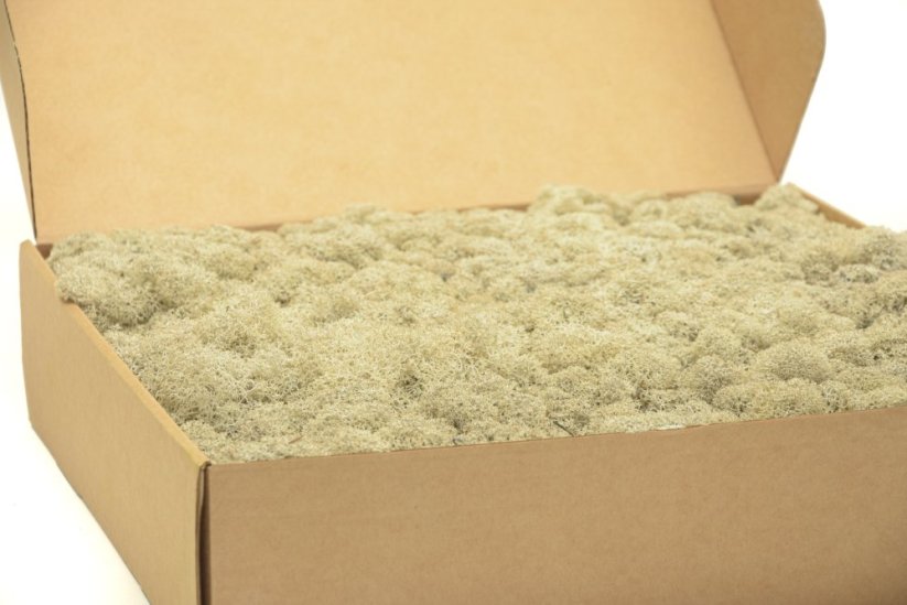 Stabilizovaný LIŠEJNÍK (sobí mech) Canopy | KRÉMOVÝ | 100 g