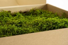 Stabilizovaný hvězdný mech (Star Moss) Canopy | Zelený | 36x36cm