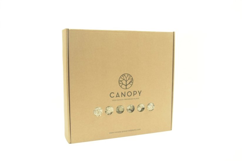 Stabilizovaný LIŠEJNÍK (sobí mech) Canopy | KRÉMOVÝ | 100 g