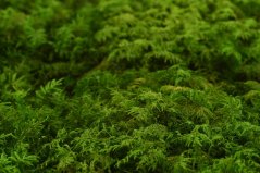 Stabilizovaný kapradinový mech (Fern Moss) Canopy | Zelený | 36x36cm
