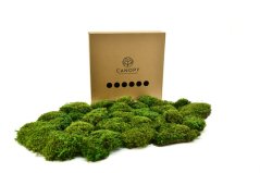 Stabilizovaný vlasový mech (Hair Moss) Canopy | Světle zelený | 36x36cm