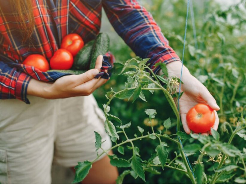 Frassio organicke hmyzi hnojivo produkt 1