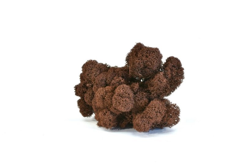 Stabilizovaný LIŠEJNÍK (sobí mech) Canopy | HNĚDÝ | 100 g