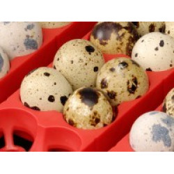 Poloautomatická digitální líheň kuřat, drůbeže