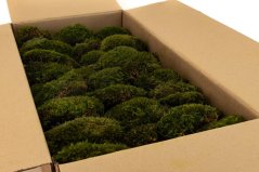 mood moss nature green 3 LIGHT mood moss nature green 3 LIGHT