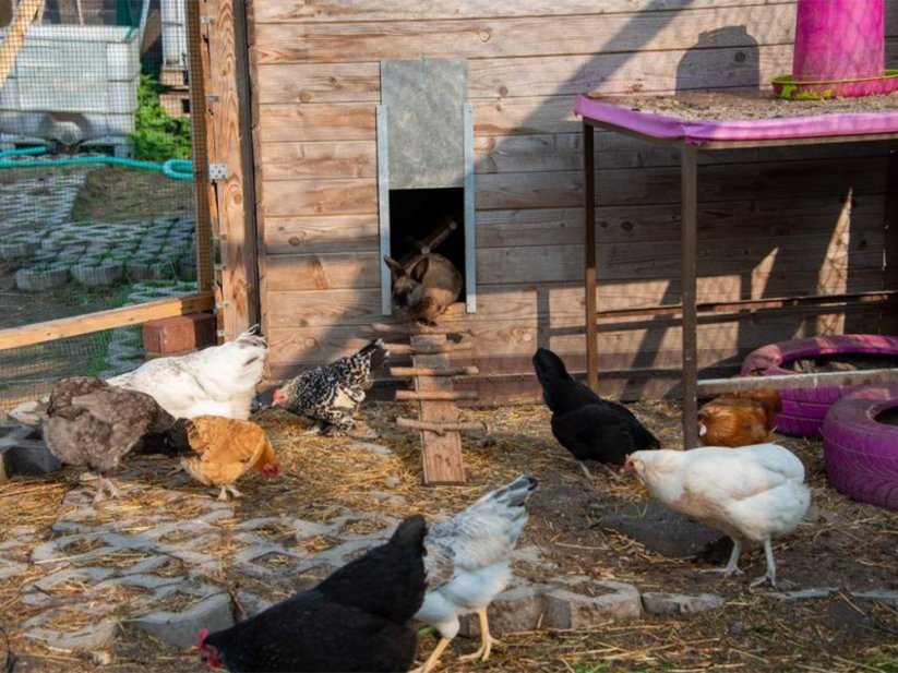 Komplet automatického otevírání a zavírání kurníku JOSTechnik HK-Bat 23x34 D