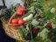 Frassio organicke hmyzi hnojivo produkt 3