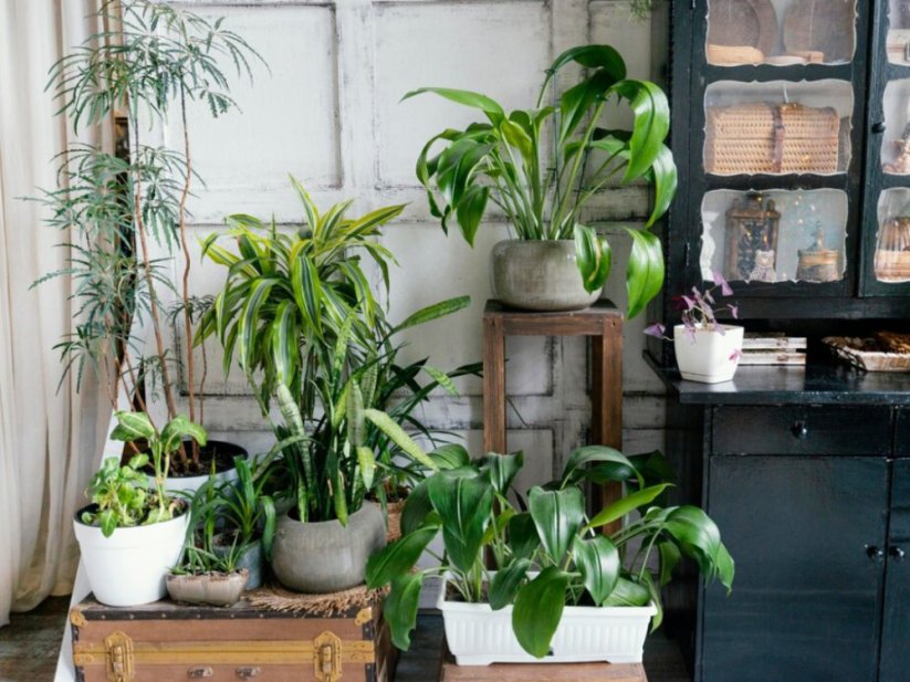 Frassio organicke hmyzi hnojivo produkt 10