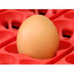 Poloautomatická digitální líheň kuřat, drůbeže