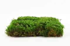 Stabilizovaný kapradinový mech (Fern Moss) Canopy | Zelený | 36x36cm