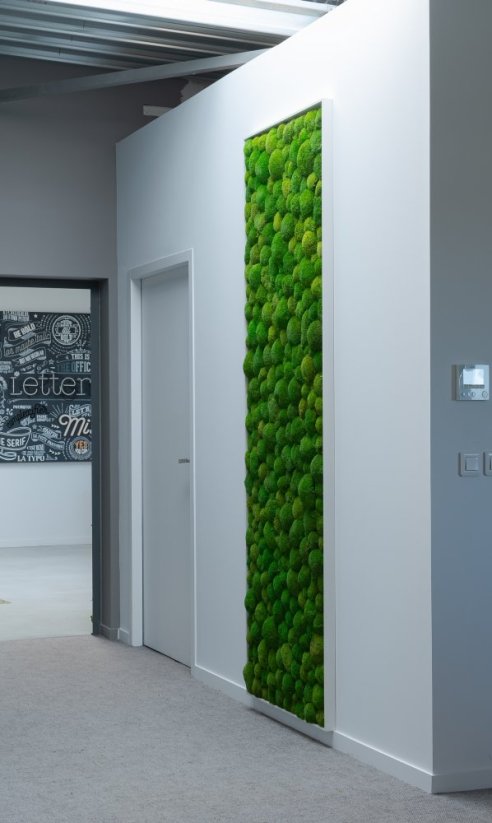 Stabilizovaný kopečkový mech (Ball Moss) Canopy | Světle zelený | 100 g