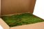 Stabilizovaný plochý mech (Flat Moss) Canopy | Zelený | 36x36cm
