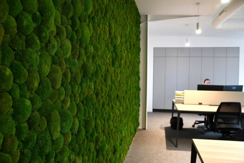 Stabilizovaný kopečkový mech (Ball Moss) Canopy | Přírodně zelený | 100 g