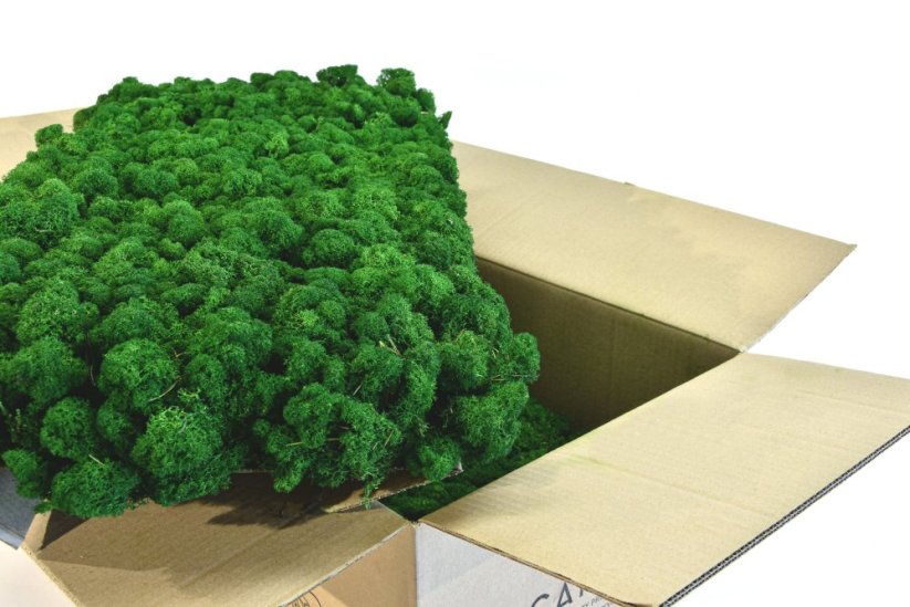 Stabilizovaný LIŠEJNÍK (sobí mech) Canopy | PŘÍRODNĚ ZELENÝ | 100 g