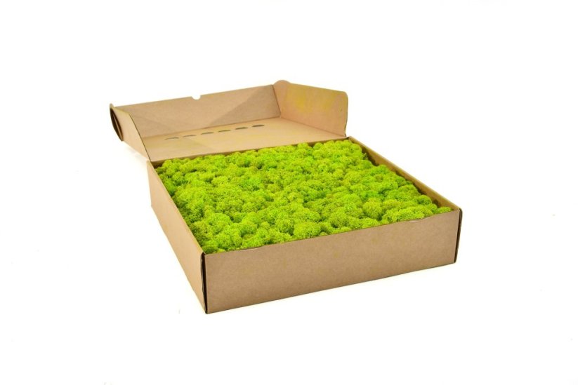 Stabilizovaný LIŠEJNÍK (sobí mech) Canopy | LIMETKOVĚ ZELENÝ | 100 g