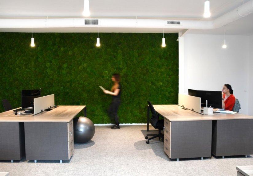 Stabilizovaný kopečkový mech (Ball Moss) Canopy | Přírodně zelený | 100 g