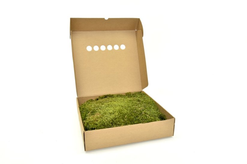 Stabilizovaný mech Long Moss Canopy | Zelený | 36x36cm