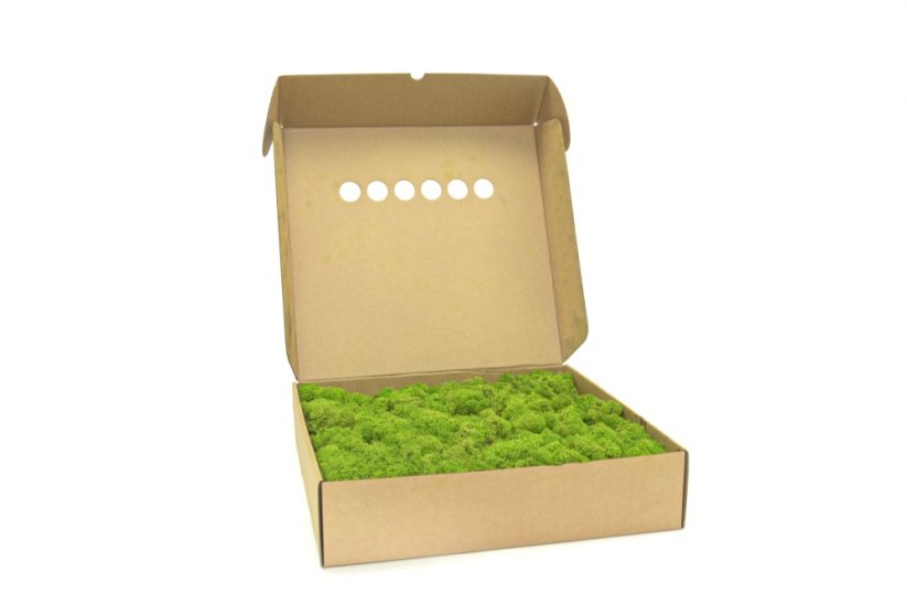 Stabilizovaný LIŠEJNÍK (sobí mech) Canopy | SVĚTLE ZELENÝ | 0,7m2