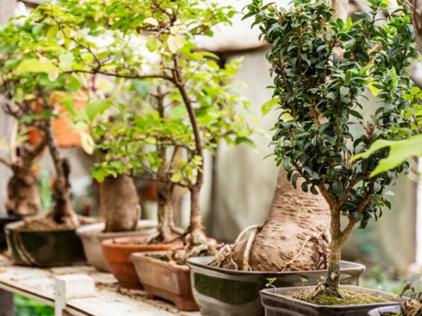 Frassio organicke hmyzi hnojivo produkt 9