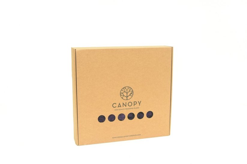 Stabilizovaný LIŠEJNÍK (sobí mech) Canopy | NACHOVÝ | 100 g