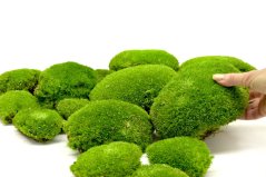 Stabilizovaný kopečkový mech (Ball Moss) Canopy | Světle zelený | 0,8m2