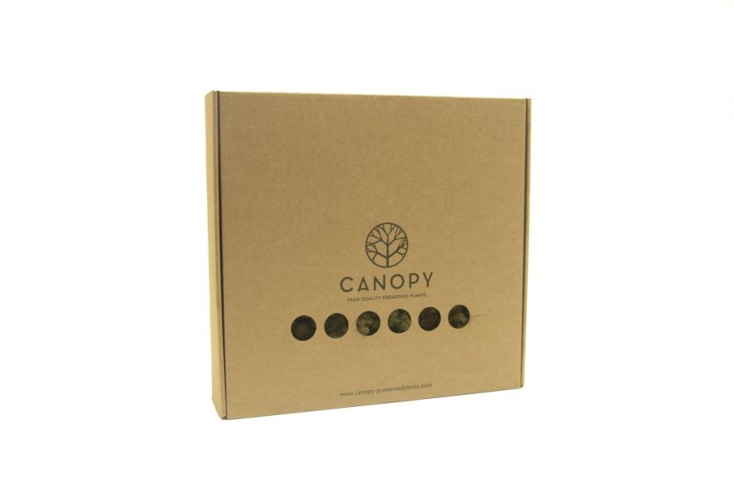 Stabilizovaný LIŠEJNÍK (sobí mech) Canopy | HNĚDÝ | 100 g