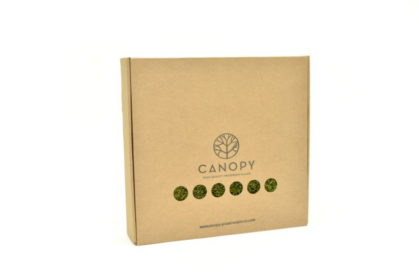 Stabilizovaný mech Long Moss Canopy | Zelený | 36x36cm