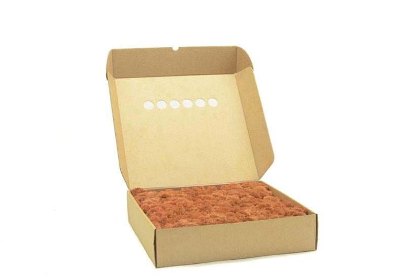 Stabilizovaný LIŠEJNÍK (sobí mech) Canopy | ORANŽOVÝ | 100 g