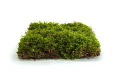 Stabilizovaný hvězdný mech (Star Moss) Canopy | Zelený | 36x36cm