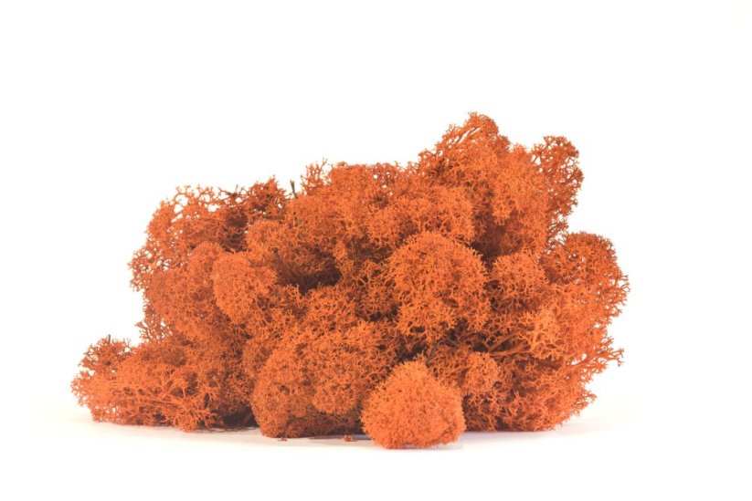 Stabilizovaný LIŠEJNÍK (sobí mech) Canopy | ORANŽOVÝ | 100 g