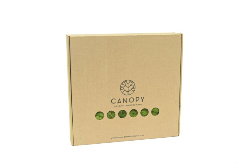 Stabilizovaný LIŠEJNÍK (sobí mech) Canopy | SVĚTLE ZELENÝ | 100 g
